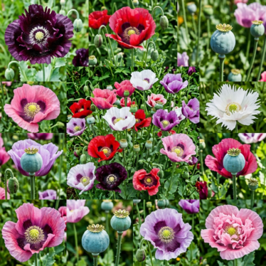 Different poppy varieties showing color and petal variation