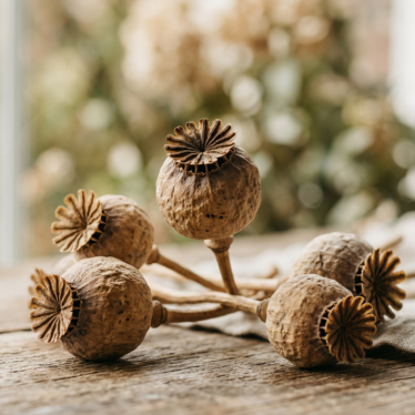 Close-up of dried poppy pods Australia showing round seed heads and crown-like tops.