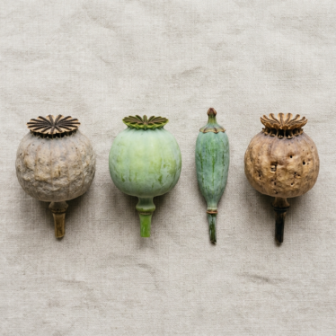 Comparison flat-lay of Austrian, fresh untreated, blue, and Papaver dried poppy pods.