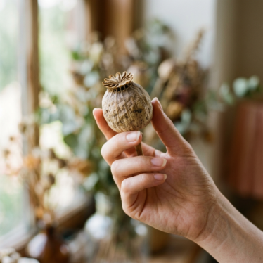 Hand holding a firm, premium dried poppy pod up to soft natural light for inspection.