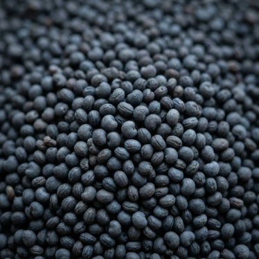 Close-up of premium blue poppy seeds showing even color, clean texture, and no debris.