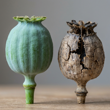 Side-by-side close-up of a firm premium pod versus a cracked, faded pod