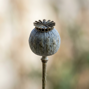 papaver somniferum pod showing the crown-like stigma disk.