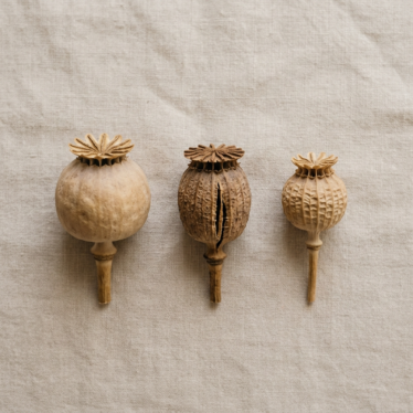 different types of dry poppy seed pods including Austrian and papaver varieties.