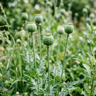 Fresh green poppy seed pods on tall stems ready for drying