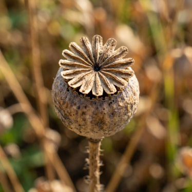 close-up of a single dried poppy pod showing textured crown detail