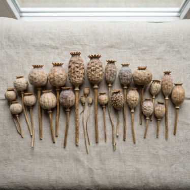 assortment of different dried poppy pod types displayed side by side