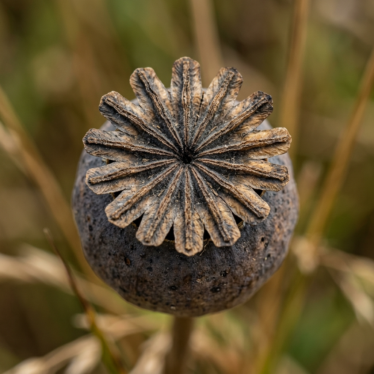 close-up showing the textured crown detail of a single dried poppy pod