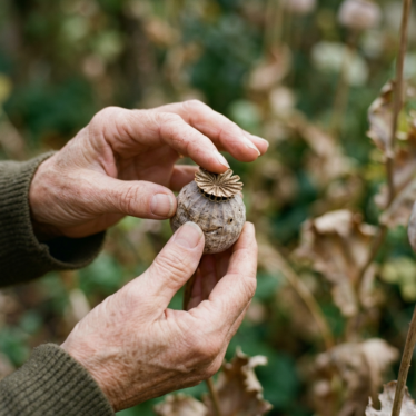 hands inspecting the firmness and crown of a dried poppy pod