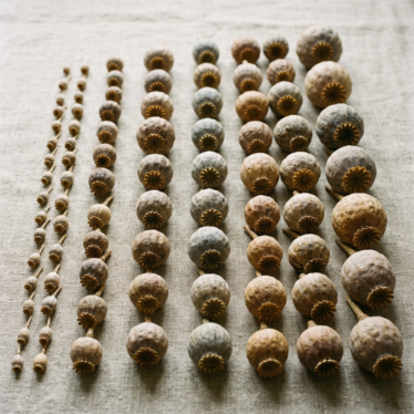 Assorted dried poppy pod heads arranged by size on linen, with intact star-shaped crowns visible.