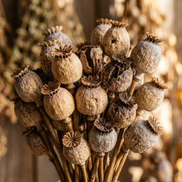 Premium dried poppy pods with detailed seed heads in natural neutral tones.