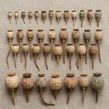 Comparison of small, medium, and large decorative poppy pods for arrangements.